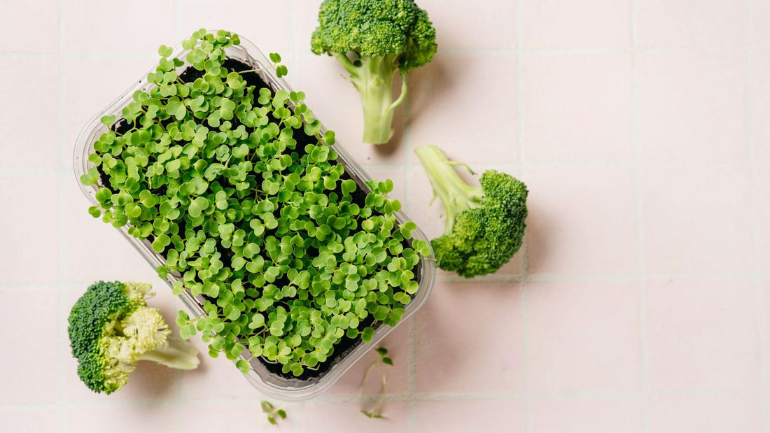 A Delicious Vehicle for Sulforaphane: The Healthy Compound You Didn’t Know You Needed